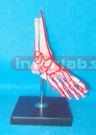 BIG ADULT HUMAN FOOT BONE WITH A PORTION OF THE TIBIA, FIBULA, ARTERY FOR DEEP LAYER OF SOLE